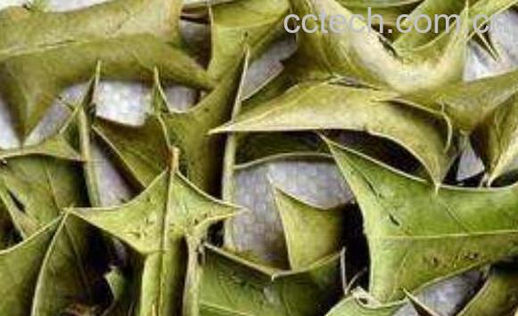 八角茶是什么茶 八角茶的功效与作用-1