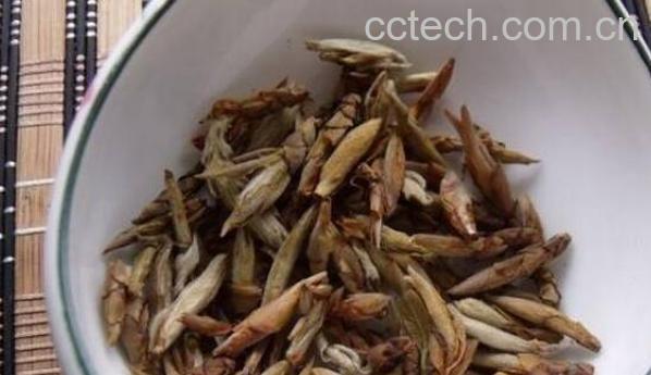 老鹰茶的副作用与禁忌 老鹰茶哪些人不能喝-0