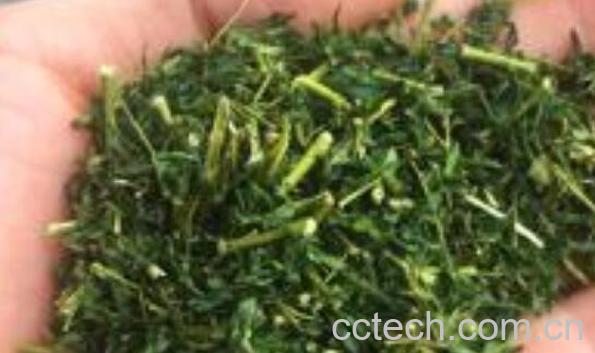 相思茶什么人不能喝 相思茶的禁忌-0