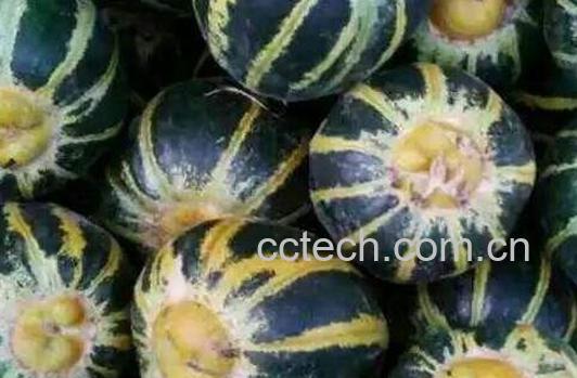 冰糖子甜瓜的功效与作用-1