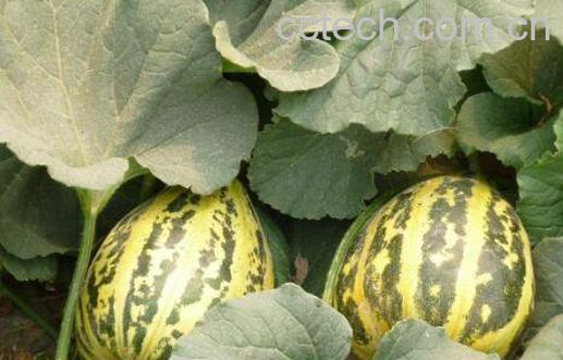 冰糖子甜瓜的功效与作用-0