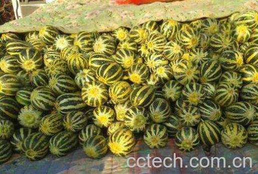 如何挑冰糖子甜瓜 冰糖子甜瓜有什么特点-0