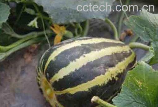 如何挑冰糖子甜瓜 冰糖子甜瓜有什么特点-1