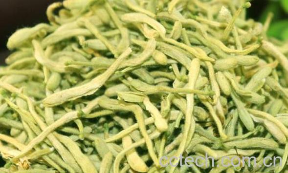 千金花茶的功效与作用-0