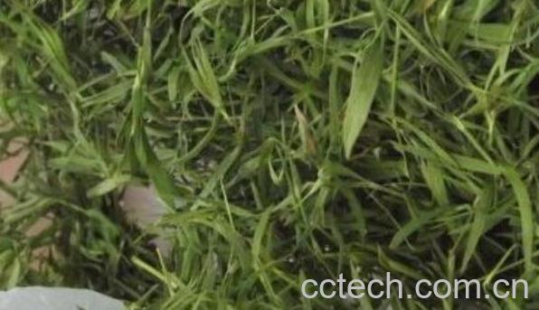 石竹茶的功效与作用 喝石竹茶的好处-1