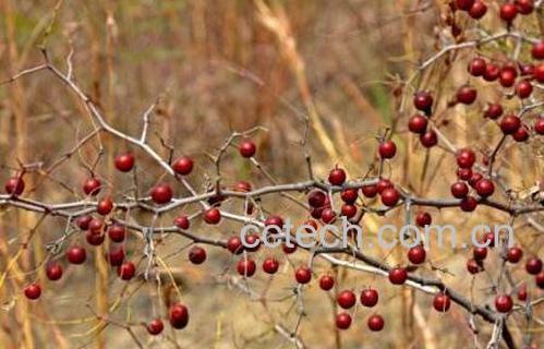 野山枣泡水喝的功效-1