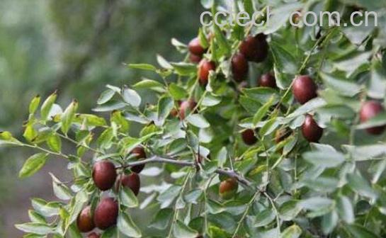 野山枣泡水喝的功效-0