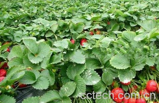 草莓如何种植 草莓的种植方法-0