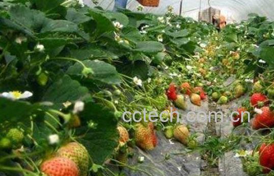 草莓如何种植 草莓的种植方法-1