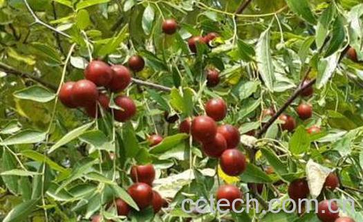 山枣的功效与作用-0