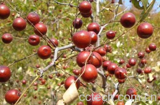 山枣的功效与作用-1