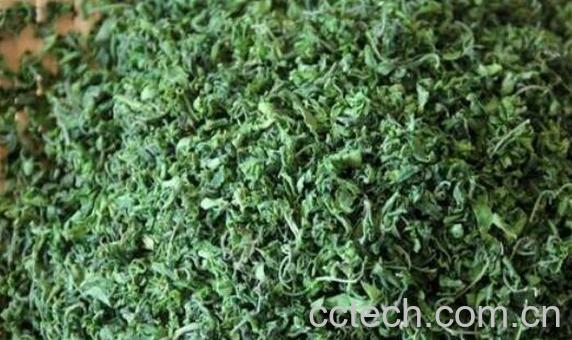 枣叶茶的功效与作用 枣叶茶的禁忌-1