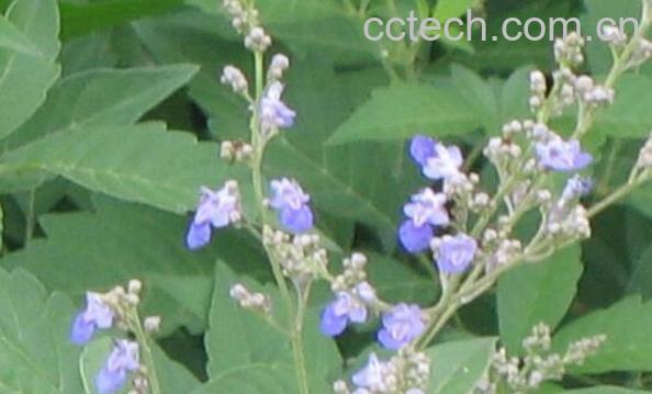 牡荆叶茶的功效与作用-0