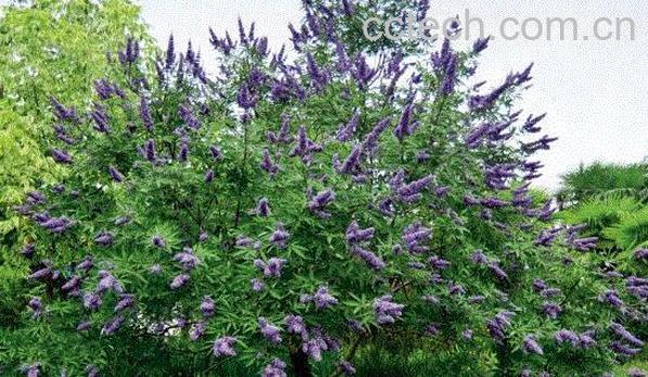 牡荆叶茶的功效与作用-1