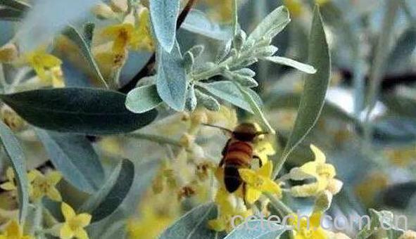 沙枣茶的功效与作用-0