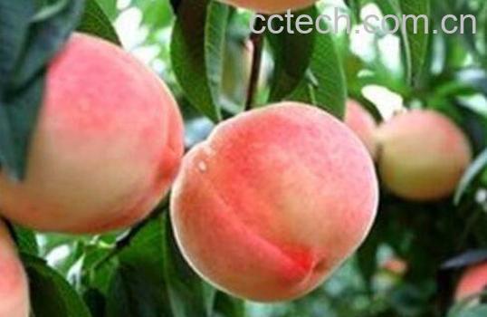 蜜桃的功效与作用-0