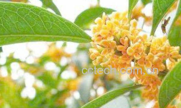 沙枣茶的功效与作用-1