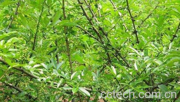 青刺尖茶怎么制作 青刺尖茶的做法步骤教程-1