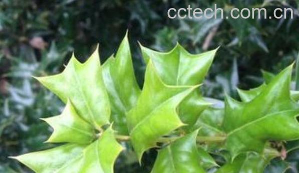 猫儿刺茶的功效与作用 猫儿刺茶的禁忌-0