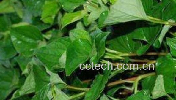 猫儿刺茶的功效与作用 猫儿刺茶的禁忌-1