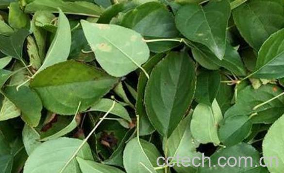 巴东觚子茶有什么功效 巴东觚子茶的副作用-0