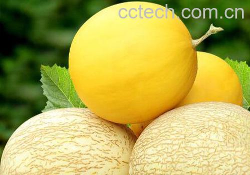 蜜瓜的功效与作用-0