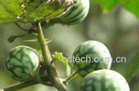 马泡瓜如何吃 马泡瓜的食用方法-0