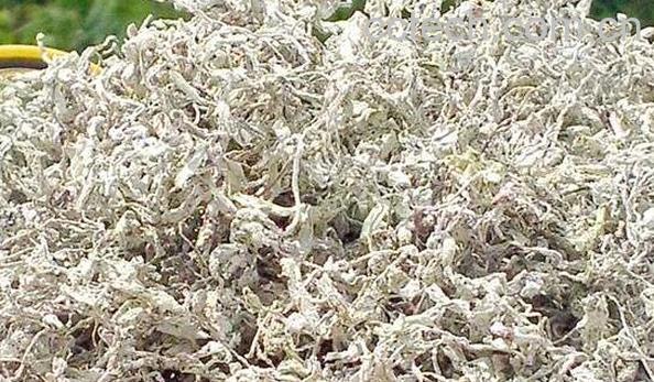 莓茶的功效与作用 莓茶不适合什么人喝-0