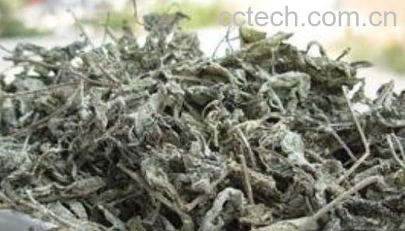 莓茶的功效与作用 莓茶不适合什么人喝-1