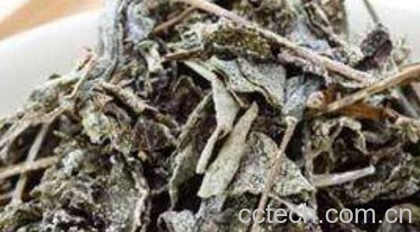 乃贡藤茶的功效与作用-1