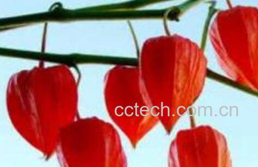 红菇娘和蜂蜜一起吃的功效与作用-0