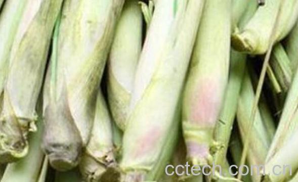 香茅草泡茶的功效与作用-1