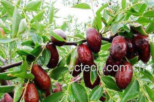 黄河滩枣好吃吗 黄河滩枣什么时候成熟-0