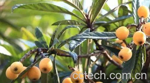 枇杷的营养价值-1