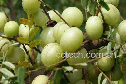 余甘的功效与作用-1