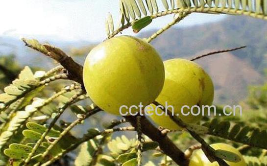 余甘的功效与作用-0