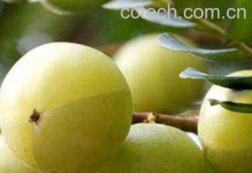 油甘子泡酒的作用-1