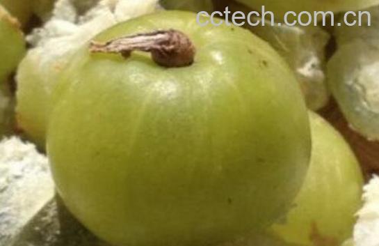 余甘泡水有什么功效-0