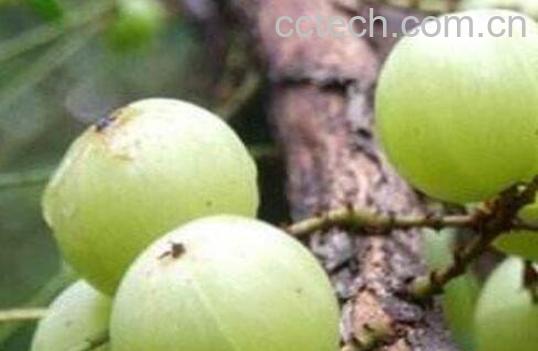 余甘泡水有什么功效-1