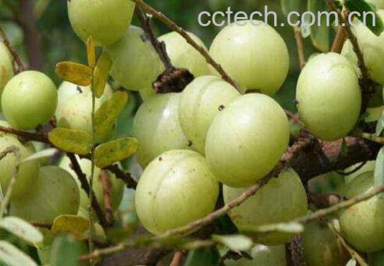 用冰糖怎么腌制余甘果 冰糖腌余甘果的作用-1