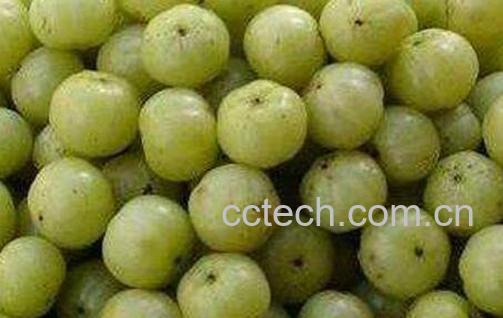 余甘泡酒的功效与作用-1