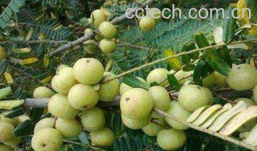 余甘泡酒的功效与作用-0