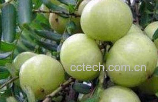 油甘子怎样腌制最好吃 油甘子怎么腌制成甜的-0