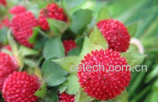 蛇莓的功效与作用及药用价值-1