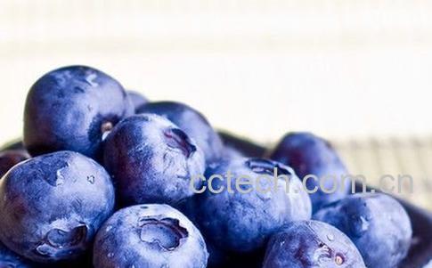 蓝莓的营养价值-1