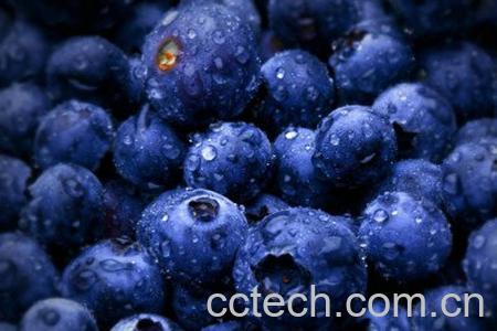 蓝莓的功效-0