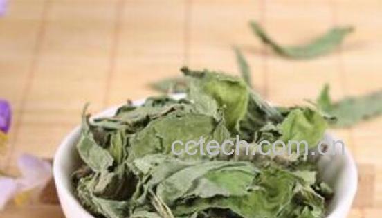 甜菊叶泡水的功效与作用 甜菊叶泡水的正确方法-1