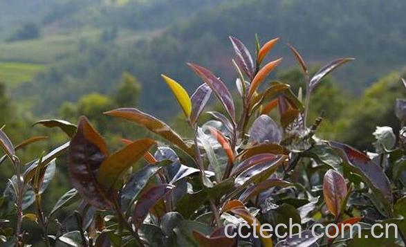 紫芽茶怎么泡 紫芽茶的正确泡法-0