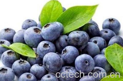 蓝莓的功效与作用有哪些-1