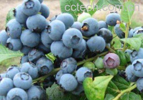蓝莓的功效与作用有哪些-0